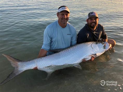 tarpon caye|best tarpon fishing dates.